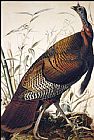 John James Audubon Famous Paintings - Wild Turkey